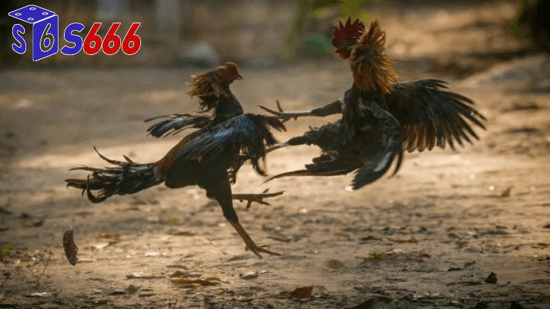 Gà đá trực tiếp tại S666